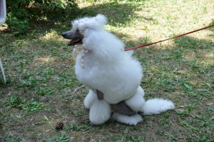 Image496